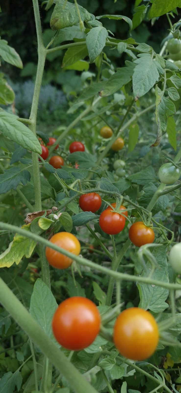 Le potager, en plein été — Chez Bastianin