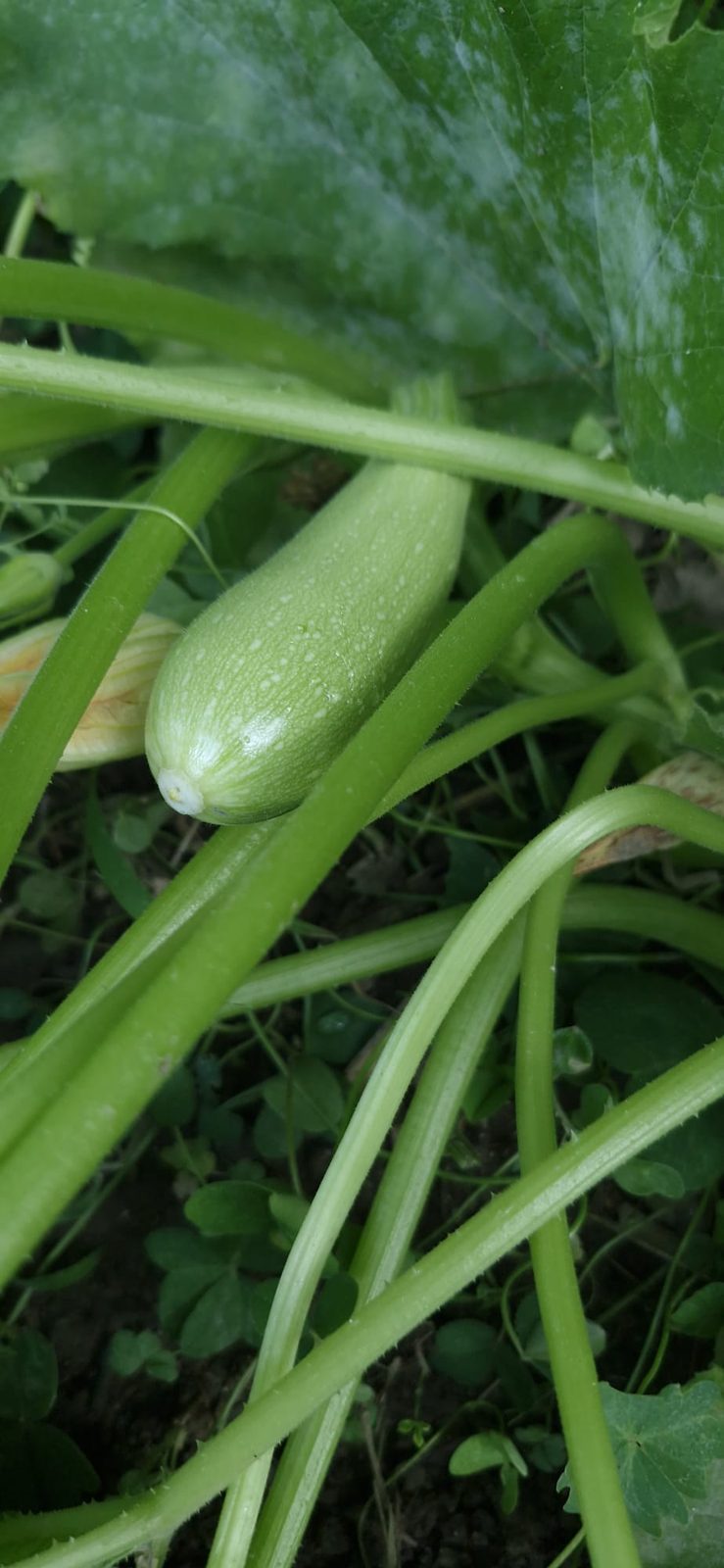 The kitchen garden