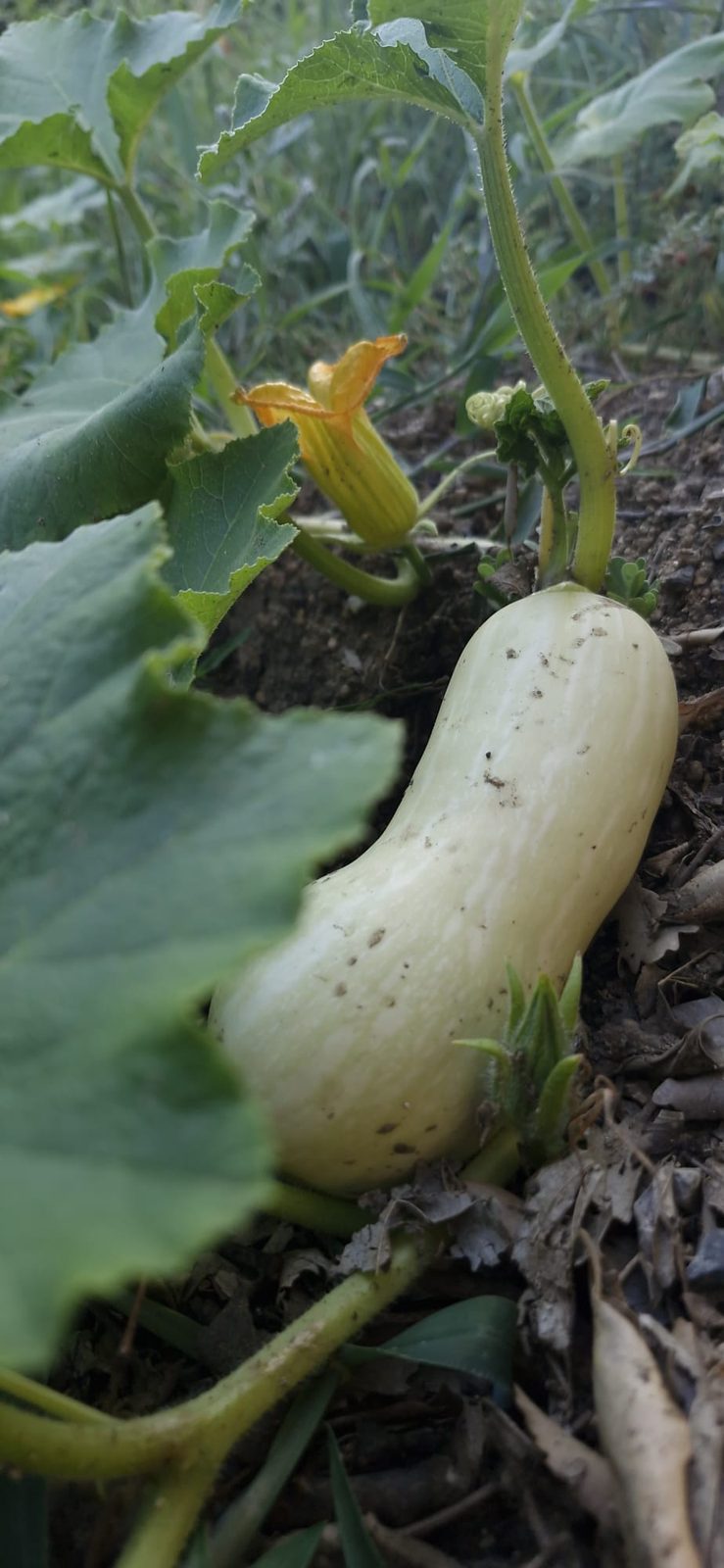 Piments doux — Chez Bastianin