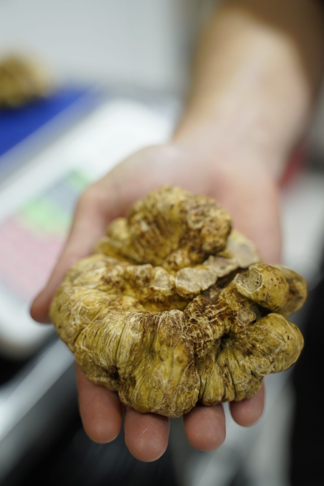 La truffe blanche — Chez Bastianin
